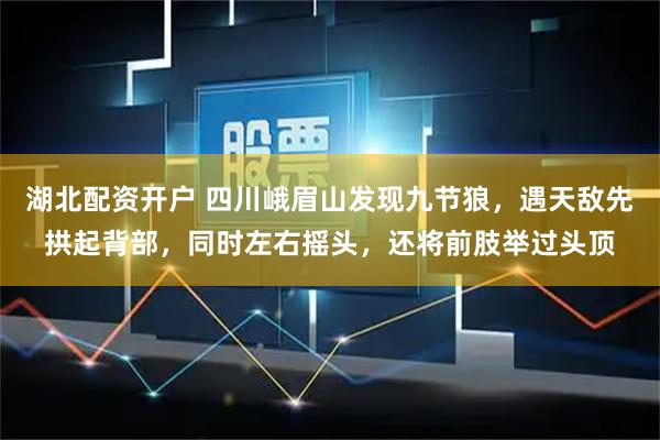湖北配资开户 四川峨眉山发现九节狼，遇天敌先拱起背部，同时左右摇头，还将前肢举过头顶